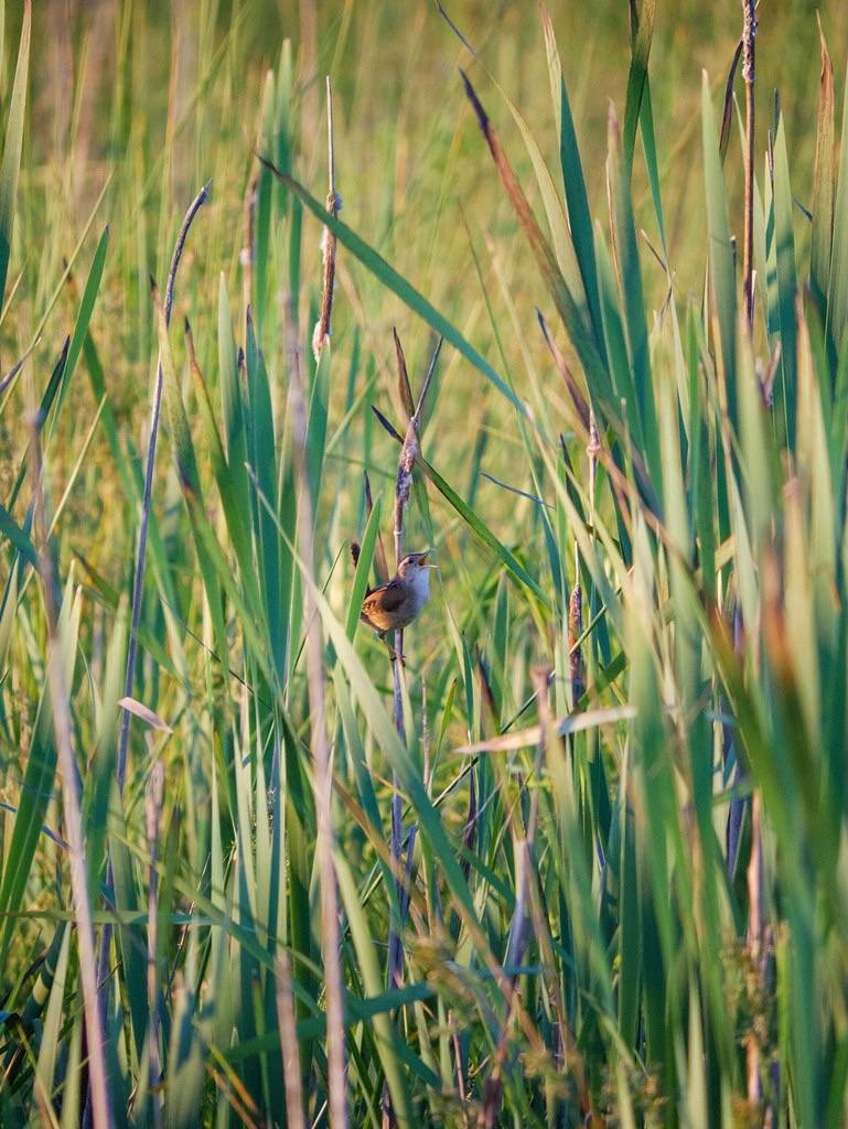 Marsh Wren singing by rikaru is licensed under CC BY-NC-SA 2.0.